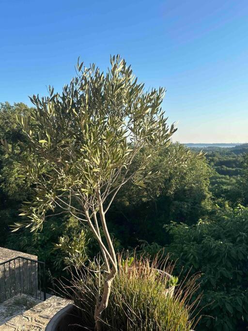 Sous Le « Figuier » Cornillon-Confoux Exterior foto